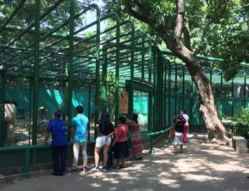 No descartan traspaso temporal de animales al Yumká por rehabilitación de La Venta