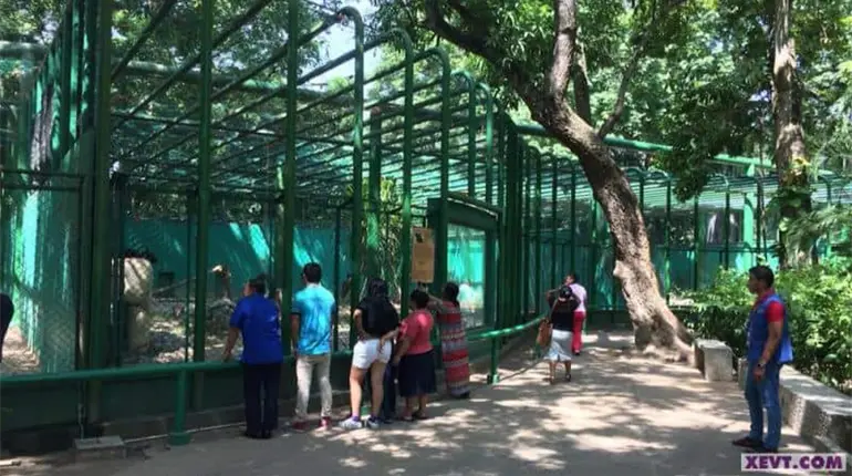 No descartan traspaso temporal de animales al Yumká por rehabilitación de La Venta