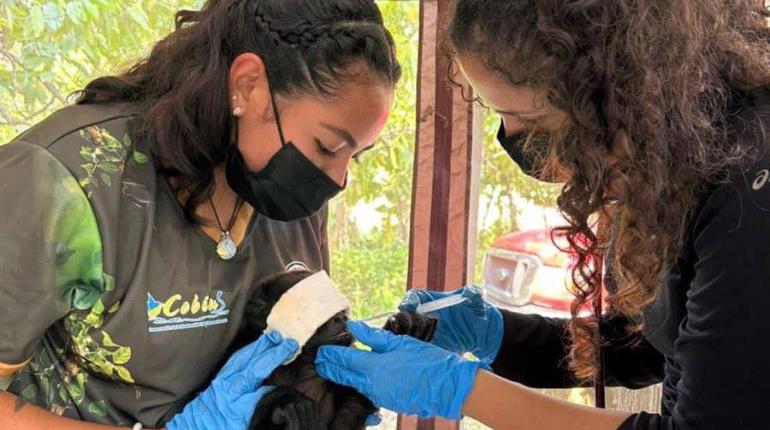 Ante calor, ONG realiza estudios médicos a monos aulladores en Cunduacán