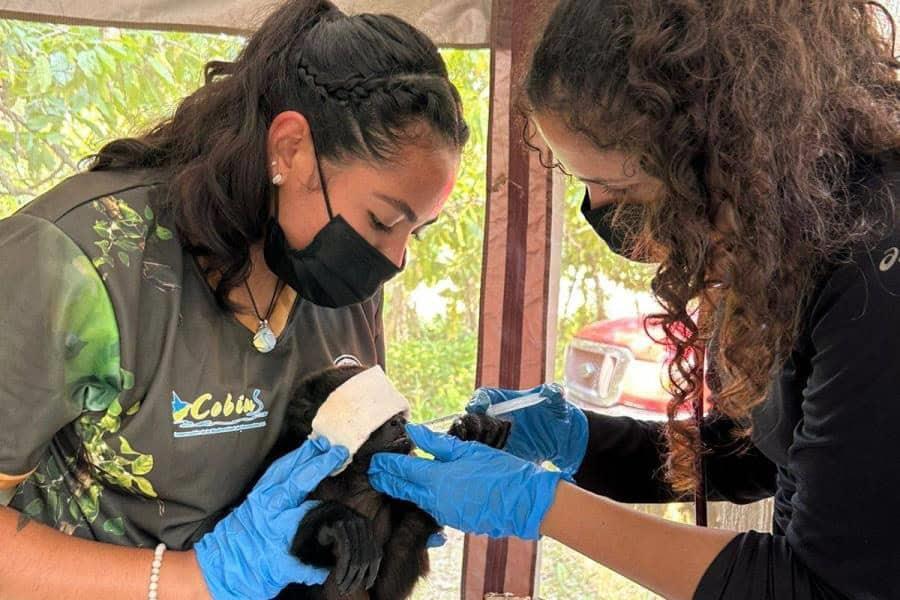 Ante calor, ONG realiza estudios médicos a monos aulladores en Cunduacán Ante calor, ONG realiza estudios médicos a monos aulladores en Cunduacán