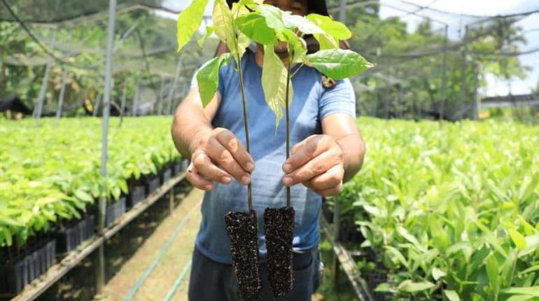 Distribuirán un millón de plantas de cacao para incrementar 50 mil hectáreas de cultivo en Tabasco