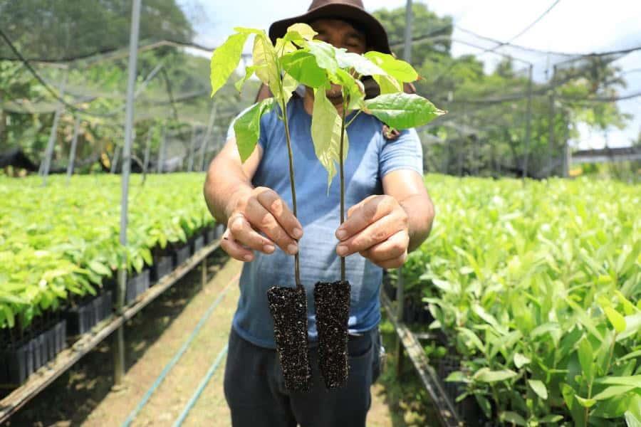 Distribuirán un millón de plantas de cacao para incrementar 50 mil hectáreas de cultivo en Tabasco Distribuirán un millón de plantas de cacao para incrementar 50 mil hectáreas de cultivo en Tabasco