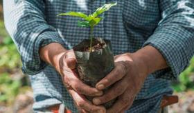 300 mil plantas de cacao ha entregado Comesfor para el programa Sembrando Vida