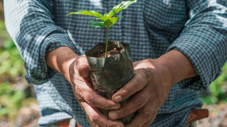 En octubre iniciará reforestación de 202 áreas susceptibles: Sedap