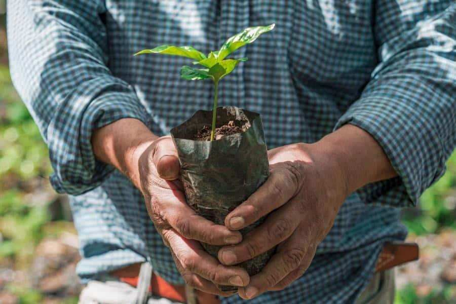 En octubre iniciará reforestación de 202 áreas susceptibles: Sedap En octubre iniciará reforestación de 202 áreas susceptibles: Sedap