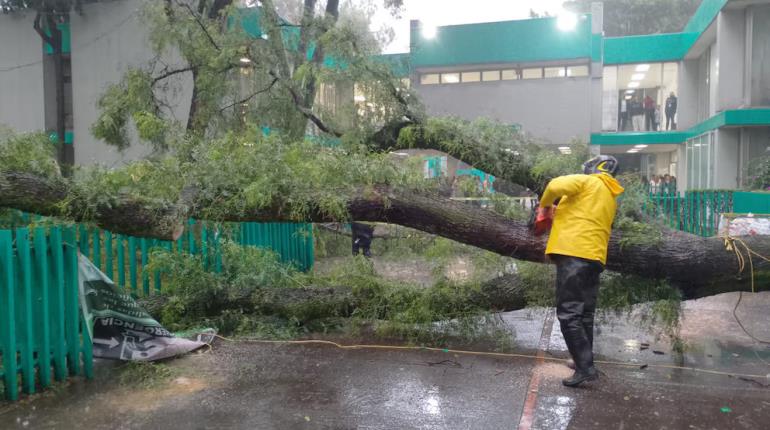 De nuevo la CDMX sufre de encharcamientos y árboles caídos por fuertes lluvias