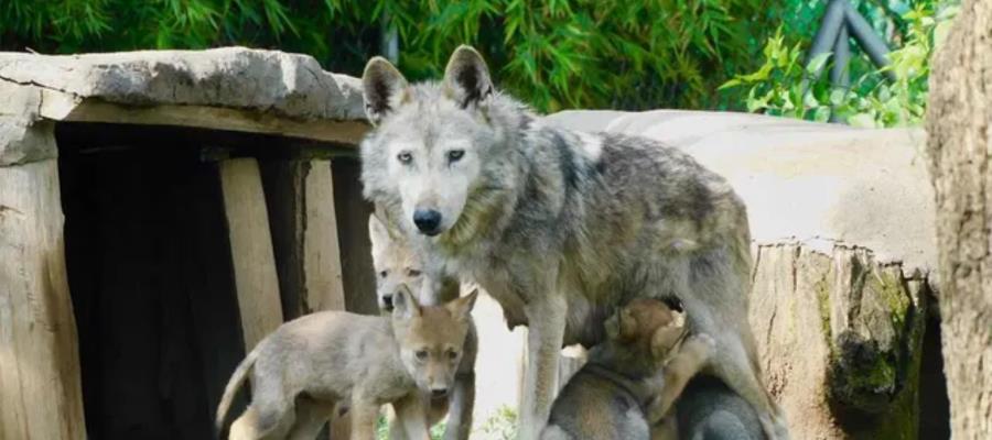 Nacen 4 crías de lobos mexicanos en CDMX Nacen 4 crías de lobos mexicanos en CDMX