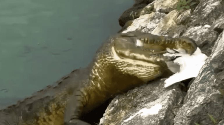 Cocodrilo devora a serpiente en el Tomás Garrido