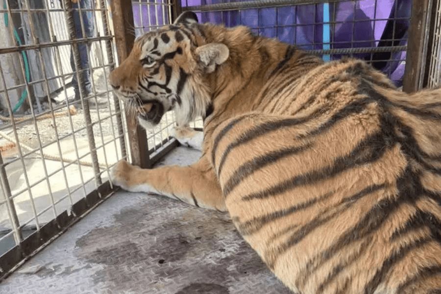 Rescatan en Chihuahua tigre de bengala; viv&iacute;a en condiciones precarias en deshuesadero