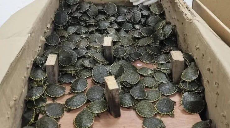 3 mil 450 tortugas pavorreal transportadas ilegalmente fueron rescatadas