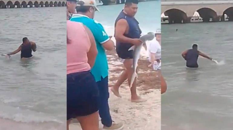 Saca del mar un tiburón martillo en Yucatán; lo devuelve tras presión de presentes
