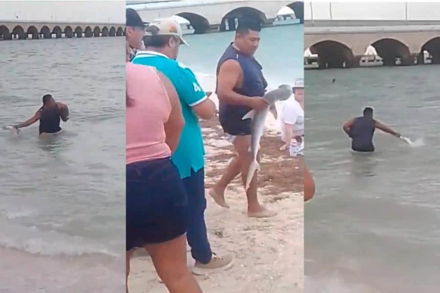Saca del mar un tiburón martillo en Yucatán; lo devuelve tras presión de presentes Saca del mar un tiburón martillo en Yucatán; lo devuelve tras presión de presentes