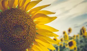 Este es el s&iacute;mbolo internacional de las discapacidades no visibles