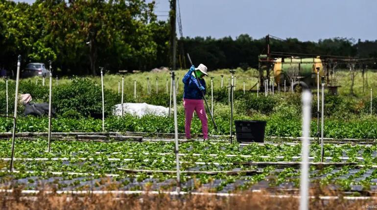 Estiman incremento de demanda de jornaleros para campos de EE. UU., tras deportaciones de migrantes
