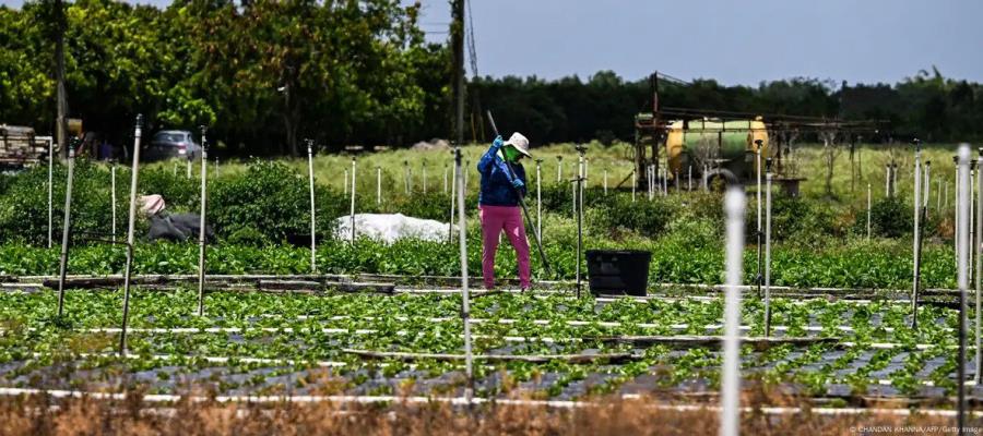 Estiman incremento de demanda de jornaleros para campos de EE. UU., tras deportaciones de migrantes Estiman incremento de demanda de jornaleros para campos de EE. UU., tras deportaciones de migrantes