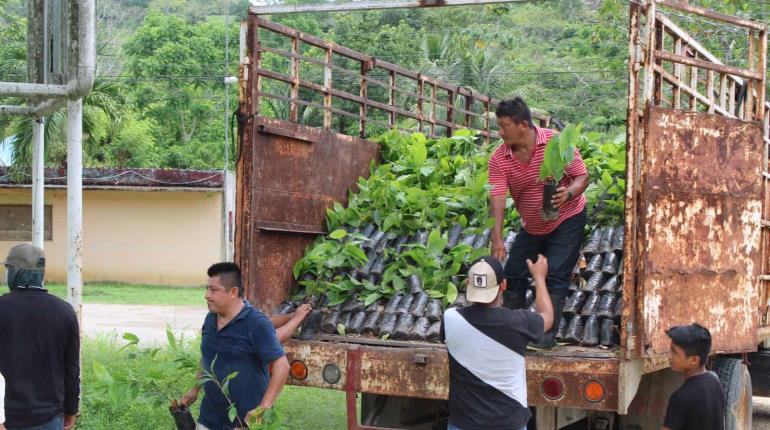 Alista gobierno de Tabasco distribución de 1 millón de plantas de cacao a productores