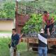 Hato ganadero de Tabasco comienza a repoblarse: Sader
