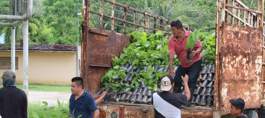 Alista gobierno de Tabasco distribución de 1 millón de plantas de cacao a productores Alista gobierno de Tabasco distribución de 1 millón de plantas de cacao a productores