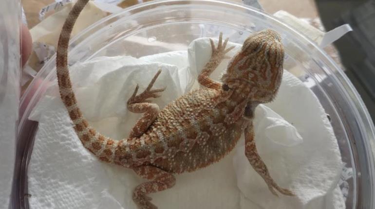 Decomisan dragón barbudo en empresa de paquetería en San Luis Potosí 