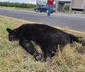 Localizan oso sin vida en carretera de Nuevo León tras ser atropellado