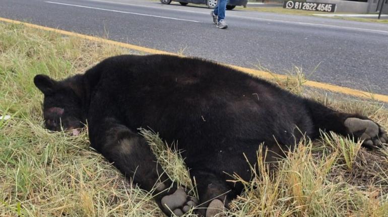 Localizan oso sin vida en carretera de Nuevo León tras ser atropellado
