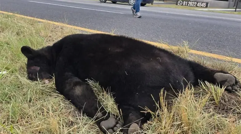 Localizan oso sin vida en carretera de Nuevo León tras ser atropellado
