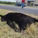 Captan a puma cazando a un gato en residencial de Nuevo León