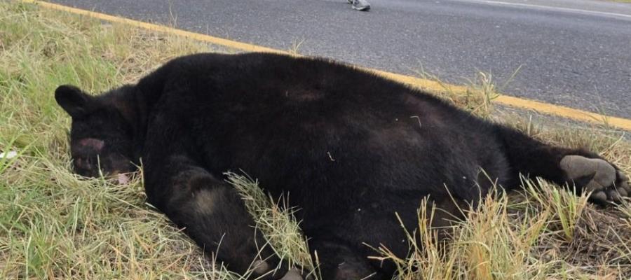 Localizan oso sin vida en carretera de Nuevo León tras ser atropellado