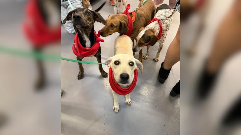 PVEM pide a municipios a involucrarse un poco más en el cuidado animal