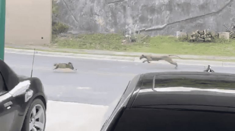 Captan a puma cazando a un gato en residencial de Nuevo León