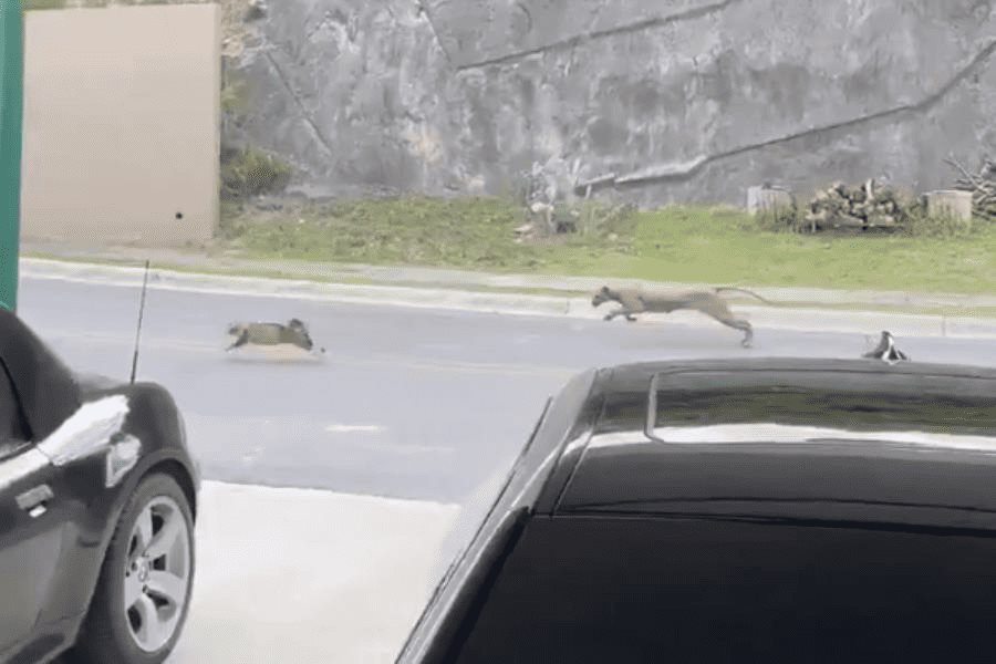 Captan a puma cazando a un gato en residencial de Nuevo León Captan a puma cazando a un gato en residencial de Nuevo León