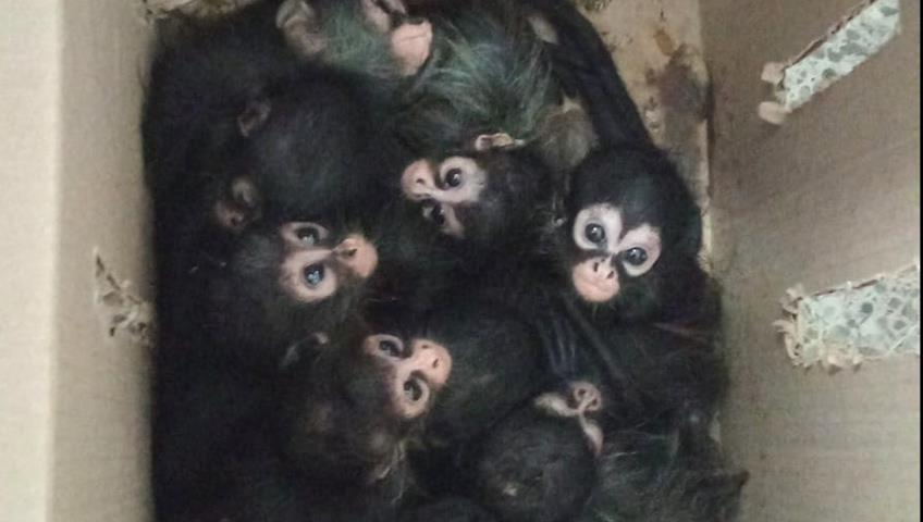 Monos araña recuperados quedaron en resguardo de la Profepa: Gobierno estatal Monos araña recuperados quedaron en resguardo de la Profepa: Gobierno estatal