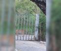 ¡Uno más! Graban a tigre deambulando en Salinas Victoria, Nuevo León