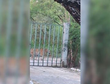 ¡Uno más! Graban a tigre deambulando en Salinas Victoria, Nuevo León
