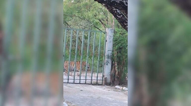¡Uno más! Graban a tigre deambulando en Salinas Victoria, Nuevo León