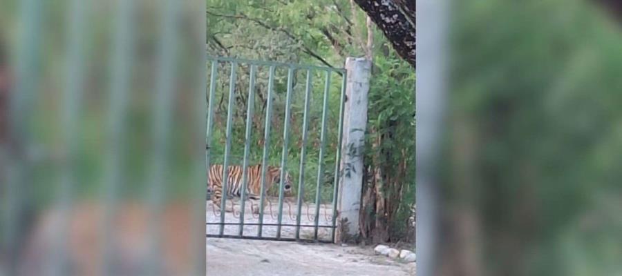 ¡Uno más! Graban a tigre deambulando en Salinas Victoria, Nuevo León