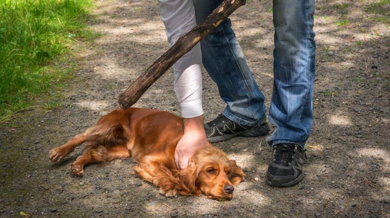 ¡Hasta 5 años de prisión! Chiapas endurece castigo por crueldad y muerte de mascotas