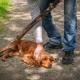 ¡Hasta 5 años de prisión! Chiapas endurece castigo por crueldad y muerte de mascotas