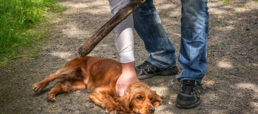 ¡Hasta 5 años de prisión! Chiapas endurece castigo por crueldad y muerte de mascotas ¡Hasta 5 años de prisión! Chiapas endurece castigo por crueldad y muerte de mascotas