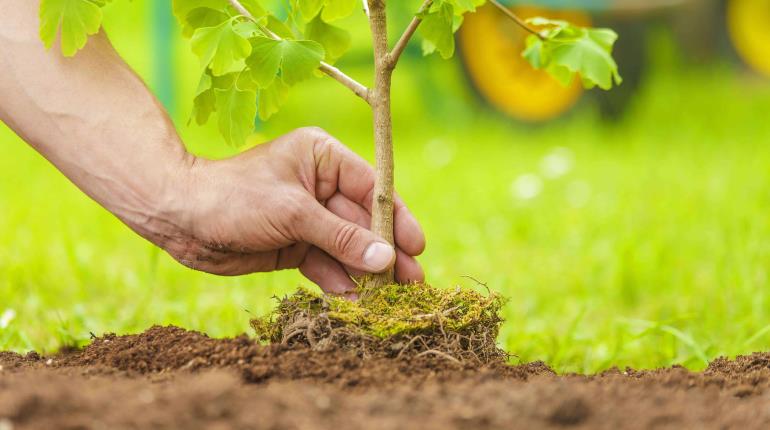 Ahora 6 de cada 10 árboles plantados crecen, celebra Ayuntamiento de Centro