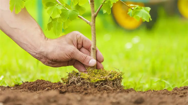 Ahora 6 de cada 10 árboles plantados crecen, celebra Ayuntamiento de Centro