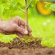 12 zonas de la laguna de Las Ilusiones requieren ser reforestadas: Conagua Tabasco