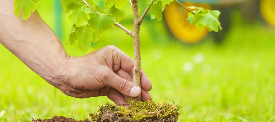 Ahora 6 de cada 10 árboles plantados crecen, celebra Ayuntamiento de Centro