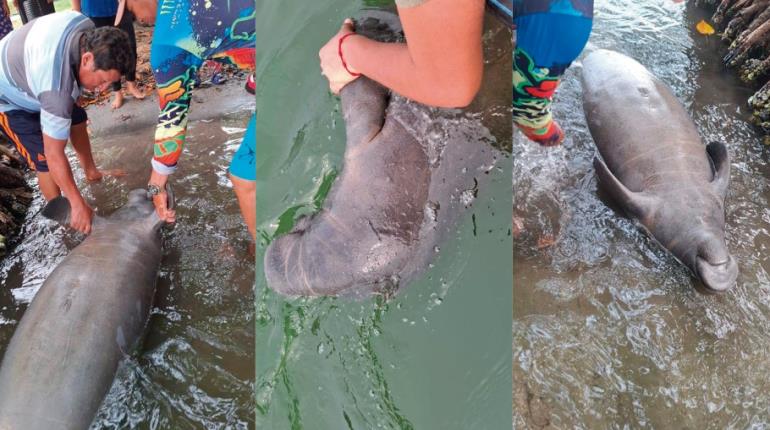 Manatí hallado en Paraíso al parecer murió de golpes: Medio Ambiente