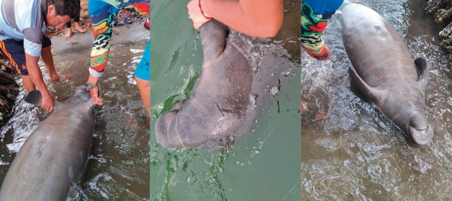 Manatí hallado en Paraíso al parecer murió de golpes: Medio Ambiente Manatí hallado en Paraíso al parecer murió de golpes: Medio Ambiente