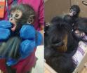 Vinculan a proceso a dos personas por posesión de 9 monos bebés en Villahermosa