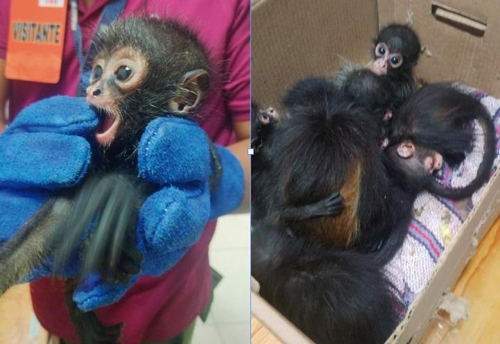 Vinculan a proceso a dos personas por posesión de 9 monos bebés en Villahermosa Vinculan a proceso a dos personas por posesión de 9 monos bebés en Villahermosa