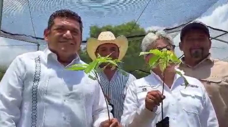 Tabasco será primer lugar nacional en reforestación con Sembrando Vida: Gobernador