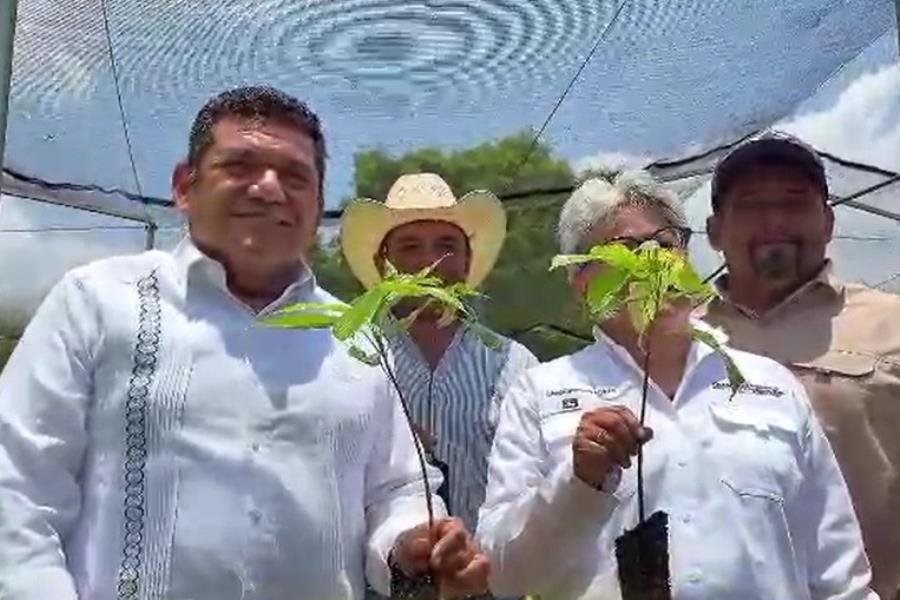 Tabasco será primer lugar nacional en reforestación con Sembrando Vida: Gobernador