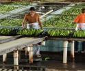¡De Tabasco para EE. UU.! Inicia exportación de banano producido en Finca ´Las Lilias´